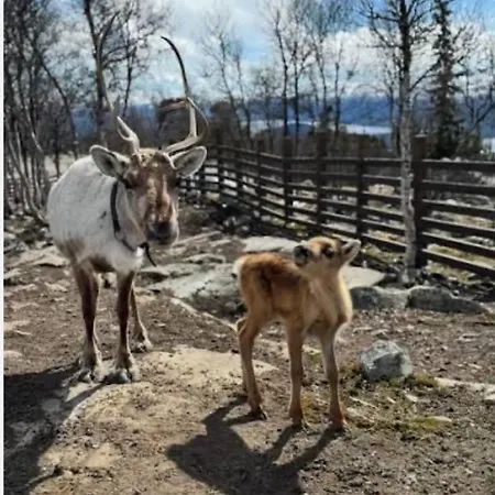 Feriehus Timber In Uvdal Skisenter View/wifi Sonstebo